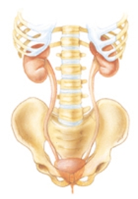 The nurse is teaching a patient with a kidney stone in the left ureter. The nurse knows teaching is effective when the patient identifies which area as being the left ureter on the graphic?   