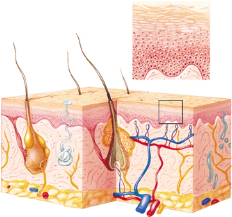 Place an  X  over the structure whose decreased activity in older patients causes dry skin or absence of perspiration.   