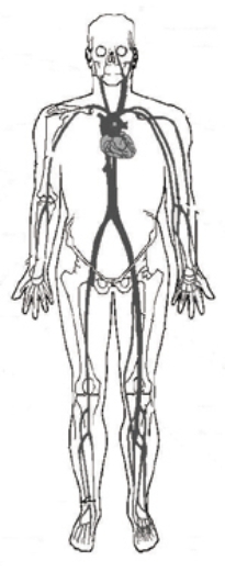 A patient comes to the emergency department with bright red blood flowing from the lower right arm. Place an  X  over the artery over which pressure would be applied to control the bleeding.   