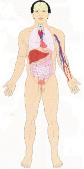 During shock, the reticuloendothelial Kupffer cells can be destroyed. In which organ should the nurse identify the location of these cells? Place an  X  on the location of these cells.   