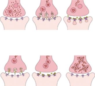 The nurse is reviewing the way abusive substances act on brain receptor sites. Place an  X  on the picture that represents an antagonistic effect.   