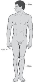 Refer to the diagram. What is the projection?   A)  Tangential B)  Lateral C)  Posteroanterior (PA)  D)  Anteroposterior (AP) 