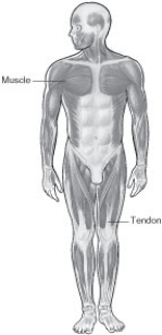 Refer to the diagram. What is the patient position?   A)  Right posterior oblique (RPO)  B)  Left posterior oblique (LPO)  C)  Right anterior oblique (RAO)  D)  Left anterior oblique (LAO) 
