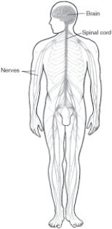 Refer to the diagram. What is the patient position?   A)  Recumbent left lateral B)  Recumbent right lateral C)  Right lateral decubitus D)  Left lateral decubitus