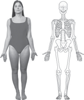 What position is demonstrated in Figure 19-1?   A)  Recumbent B)  Anatomic C)  Decubitus D)  Prone