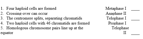 Match the description to the phase of meiosis.   
