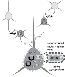 Trans-synaptic tracing uses rabies virus to spread across synapses. In the scenario in Figure, what would happen if the presynaptic cell also expressed the glycoprotein transgene?   Figure  A)  The virus spread would not be limited to presynaptic neurons of the starter cells. B)  The virus would not be limited to how many neurons it could infect. C)  The virus would not be able to infect other synaptic partners and would stay in the neuron presynaptic to the starter neuron. D)  The virus would not be able to spread to any synaptic partners and would stay in the starter cell. 