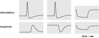 Two neurons, A and B, are reciprocally connected. To determine how they are connected to each other you stimulate one while recording from the other with the results show in Figure . When you stimulate A, you see the response on the left. When you stimulate B, you see the response in the middle. In addition, when you hyperpolarize A, you see a small hyperpolarization in B. Based on these results, which circuit is correct?   Figure (a)    (c)    (b)    (d)        