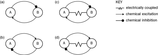 Two neurons, A and B, are reciprocally connected. To determine how they are connected to each other you stimulate one while recording from the other with the results show in Figure Q13-35. When you stimulate A, you see the response on the left. When you stimulate B, you see the response in the middle. In addition, when you hyperpolarize A, you see a small hyperpolarization in B. Based on these results, which circuit is correct?   Figure Q13-35  <div style=padding-top: 35px> 