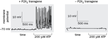 In the experiment in Figure , the motor neuron of a muscle expressed the P2X<sub>2</sub> transgene and the response in the muscle was recorded. Why did application of ATP activate the muscle?   Figure   A)  Addition of ATP activated of the P2X<sub>2</sub> channel which directly increased transmitter release by moving vesicles to the presynaptic membrane. B)  Addition of ATP resulted in opening of the P2X<sub>2 </sub>channel and an influx of sodium, which activated the motor neuron, releasing neurotransmitter and activation of the muscle. C)  Addition of the resulted in activation of the P2X<sub>2</sub> protein, a G protein coupled receptor. Once activated the receptor increased the probability of neurotransmitter release and activated the muscle. D)  Addition of ATP resulted in activation of the ATP receptor, a G protein coupled receptor. Once activated, this G protein indirectly activated P2X<sub>2</sub>, which increased the probability of neurotransmitter release from the motor neuron and activated the muscle. 