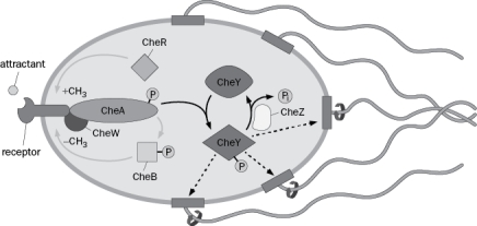 In bacterial chemotaxis, diagrammed in Figure Q12-12, the CheZ phosphatase rapidly reverses the phosphorylation of CheY by histidine kinase CheA. Figure Q12-12 This activity by CheZ: (a) amplifies CheA histidine kinase activity. (b) promotes swimming in a straight line. (c) promotes tumbling. (d) mediates sensory adaptation. (e) increases receptor sensitivity.
