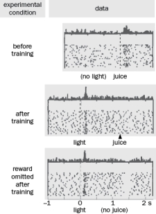 An experiment discussed in Chapter 10 and shown in Figure shows in vivo single unit recordings from VTA dopaminergic neurons in a monkey trained to associate a light with a reward, juice. How does the enhancement of dopamine action of VTA neurons lead to addiction if the dopamine VTA pathway normally signals reward prediction errors? What is the pathway involved and what happens in addiction?   Figure Q11-31
