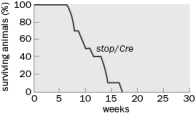 In Figure , if you were to conditionally restore MeCP2 protein to a MeCP2 knockout mouse at week 10, through removing a lox-stop allele with an inducible excision, how do you predict that would change the percent surviving animals? Justify your answer.   Figure Q11-39 A)  It would increase at week 10. B)  It would remain the same at week 10. C)  It would continue to decrease but at a slower rate. D)  It would decrease even faster. 