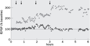 Figure Q10-7 shows data from one of the first experiments demonstrating LTP by Bliss and Lomo (1973). The arrows indicate points at which high frequency stimuli were given.   Figure A. Figure Q10-7A below depicts an example of a field EPSP prior to high frequency stimulation. The vertical line is the stimulus artifact. What would the fEPSP look like at 1 hour and 4 hours?   Figure Q10-7A B. What would happen to the response if Bliss and Lomo had given a low frequency stimulation of about 1 Hz at 5 hours? Question 10-8 and 10-9 refer to (Figure Q10-8) below. Figure Q10-8 shows a synaptic matrix, which describes how changes in synaptic weight can contribute to memory storage. There are presynaptic inputs A-E and postsynaptic outputs I-IV.   Figure 