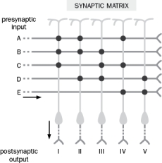 Figure Q10-7 shows data from one of the first experiments demonstrating LTP by Bliss and Lomo (1973). The arrows indicate points at which high frequency stimuli were given.   Figure A. Figure Q10-7A below depicts an example of a field EPSP prior to high frequency stimulation. The vertical line is the stimulus artifact. What would the fEPSP look like at 1 hour and 4 hours?   Figure Q10-7A B. What would happen to the response if Bliss and Lomo had given a low frequency stimulation of about 1 Hz at 5 hours? Question 10-8 and 10-9 refer to (Figure Q10-8) below. Figure Q10-8 shows a synaptic matrix, which describes how changes in synaptic weight can contribute to memory storage. There are presynaptic inputs A-E and postsynaptic outputs I-IV.   Figure 