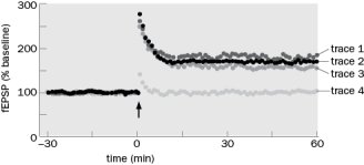 Below is a figure showing LTP that was induced by high frequency stimulation (indicated by the arrow) at 0 minutes (traces 1 - 3).   Figure Q10-11 A. What would happen to LTP if the NMDARs were blocked with APV? Which trace would be generated? B. What would happen if an NMDAR with a higher ion channel conductance than normal was expressed in the postsynaptic cell? Which resulting trace would be generated?