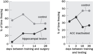 The hippocampus is not essential for long-term memory storage. Defend this statement with reference to the human patient H.M. Questions 10-37, 10-38, 10-39, and 10-40 refer to Figure Q10-37. Figure Q10-37 shows evidence for neocortical contributions to long-term storage in explicit memory.   Figure Q10-37