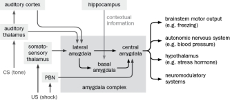 According to the circuit diagram in Figure Q10-41, why does lesioning the amygdala disrupt contextual and fear conditioning whereas hippocampal lesions only disrupt contextual conditioning?   Figure Q10-41