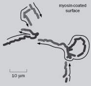 In the experiment illustrated in Figure Q8-1, five fluorescently labeled actin filaments on a myosin-coated glass slide were tracked over the course of 38 s, and their positions were tracked at successive short intervals as they appeared on a video monitor.   Figure Q8-1 If you could make an ATP molecule that could not be hydrolyzed to ADP and performed the same experiment, what would happen to the fluorescent actin and why?
