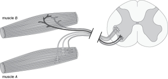 In Figure Q8-4, label the 'motor unit' of one of the motor neurons, the 'motor pool' for muscle B and state the 'the motor unit size' of the one of the neurons being sure to identify which neuron you are describing.   Figure Q8-4