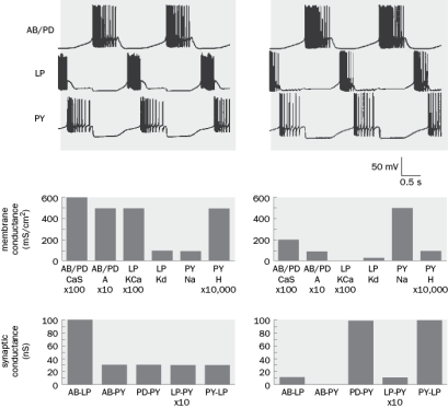 Similar network activity can be produced by distinct circuit parameters. Give one example from Figure Q8-11 that demonstrates this idea.   Figure Q8-11