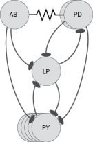 In the pyloric circuit of the stomatogastric ganglion (Figure Q8-12), what would happen to the triphasic pattern if the PD neuron was stimulated so that it was briefly depolarized for a longer period of time and produced more action potentials?   Figure Q8-12