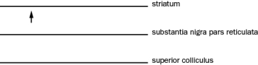 The basal ganglia are needed to initiate very fast eye movements called saccades. Based on the basal ganglia circuitry, what would the action potential activity be to allow a saccade? The superior colliculus is the premotor area that drives eye movement. Draw the basic action potential response next to the name of the nucleus listed below. The arrow demarks the start of the saccade.  <div style=padding-top: 35px> 
