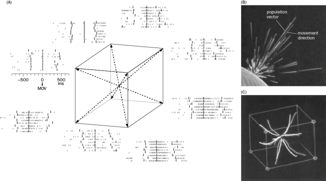 Figure Q8-24A shows an experiment that measured the activity of a single neuron when a monkey moved his arm in eight different directions. How did this neuron respond and what does this tell you about how this neuron is tuned?   Figure Q8-24 B. The experiment in Figure Q8-24B was repeated for many neurons. What did they find and what does this tell you about how movements are coded in the motor cortex? C. The neuron shown was from a multi-electrode array, which records the activity of a large number of neurons. How would the response in this area of the motor cortex differ when the arm movement was in a different direction?<div style=padding-top: 35px> 