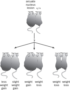 You specifically lesion the arcuate nucleus of the hypothalamus in one mouse and the lesion mouse was joined parabiotically to a non-lesioned mouse (Figure Q8-33).   Figure Q8-33 A. What do you predict would happen to the lesioned mouse and non-lesioned mouse? Circle the predicted outcome. B. Justify your answer. Why would the lesioned mouse lose or gain weight and why would the joined mouse lose or gain weight?