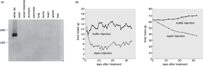 The data in Figure Q8-34 are from a set of experiments that provide evidence that leptin is a feedback signal to control food intake. The mice used were Ob/Ob mice.   Figure Q8-34 A. Figure Q8-34A is a Northern blot that shows staining to leptin mRNA. What can be concluded from this experiment? B. What happened to the mice in Figure Q8-34B and what can be concluded? C. Why is the buffer injection necessary for both experiments shown in Figure Q8-34B?