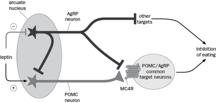 Leptin inhibits AgRP neurons and excites POMC neurons. AgRP neurons release GABA and neuropeptide Y (NPY) on POMC neurons in the arcuate nucleus (Figure Q8-35).   Figure Q8-35 A. Describe the basic idea of an experiment that would show that agouti-related protein (AgRP) neurons are (1) necessary and (2) sufficient for food intake. B. What are the two major ways that the AgRP neurons inhibit the activity and actions of the POMC neurons? C. Based on the circuitry shown above, how does leptin inhibit eating?<div style=padding-top: 35px> 