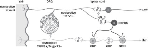 If an experimenter were to express light-activated channelrhodopsin in a mouse using the Bhlhb5 promoter, what behavioral outcome would support the current model for responses to itchy vs. painful stimuli? (See Figure Q6-37.)   Figure Q6-37