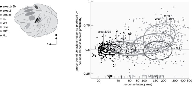 In monkeys trained to report detection of a vibratory stimulus, activity in which part of the cortex most accurately predicted a behavioral response signifying perception (Figure Q6-42) ?   Figure Q6-42 A)  Primary somatosensory cortex B)  Secondary somatosensory cortex C)  Premotor cortex D)  Primary motor cortex E)  None of the above 