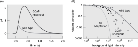 Our visual system has a remarkable dynamic range. When you go to a matinee movie (during the daytime) and walk out of the theater it is difficult to see. After a few minutes your eyes adapt to the new light levels. Some of the molecular mechanisms of light adaptation are known and most involve changes in Ca<sup>2</sup><sup>+</sup> concentration.   Figure Q4-13 A. Based on the data from the experiments shown in Figure Q4-13, what is one mechanism of adaptation? Figure Q4-13A shows the dark-adapted response to a flash of light in wild type and GCAP knockout mice. Figure Q4-13B shows the rod response to a flash of light relative to the same flash after dark adaptation. B. What is the probable molecular mechanism of reduced light adaptation involving GCAP?<div style=padding-top: 35px> 
