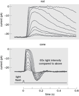 Figure Q4-14 shows the currents from a rod and a cone in response to increasing magnitude of light flashes. How do these responses contribute to the higher sensitivity in low light and higher acuity in daylight conditions?   Figure Q4-14