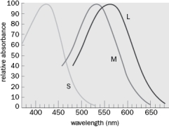 Figure Q4-15 the spectral sensitivity of human cones.   Figure Q4-15 A. What three wavelengths do we respond best to? B. Which cones would respond to a very bright light whose wavelength was between 450 and 500 nm?