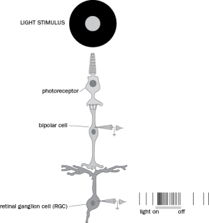 In the photoreceptor, stimulation of light results in an increase or decrease in glutamate release? Explain your answer.  refer to Figure Q4-25. You record from an on-center ganglion cell in complete darkness, present a light stimulus (horizontal bar), and elicit an increase in the number of action potentials in the RGC as in Figure Q4-25.   Figure Q4-25