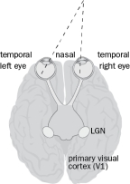 An object of interest is to your right. The light from this object excites the temporal left eye and the nasal right eye as in Figure 4-32.   Figure 4-32 A. What happens to the organization of that image from the retina to the LGN and then to primary visual cortex? That is, what is the anatomical organization of the visual circuitry? Include the organization of the terminal projections in the LGN and cortex. B. What would the projection pattern look like if you traced the path from two neighboring RGC from the left eye to the LGN and cortex?