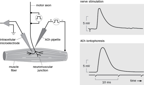 A series of critical experiments showed the properties of chemical synaptic transmission at the neuromuscular junction. One of these is shown in Figure Q3-1 in which the voltage across the membrane was recorded with an intracellular electrode.   Figure Q3-1 A. What happened when the motor axon was stimulated? B. The investigators then applied ACh to the muscle via iontophoresis in the presence of TTX. Why did they use TTX? C. The elicited response of ACh iontophoresis was similar to nerve stimulation. What did this tell the investigators?
