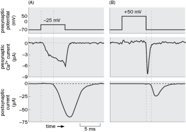 Figure Q3-6 is from an experiment that helped show that neurotransmitter release is triggered by presynaptic Ca<sup>2+</sup>. In panel A, the presynaptic membrane potential was clamped at -25mV.   Figure Q3-6 A. How did they know Ca<sup>2+</sup> entered the presynaptic neuron? B. What happened in the postsynaptic neuron? C. In panel B, the presynaptic membrane potential was clamped at -50mV. Why was there no net current during the presynaptic depolarization? D. Why was there a current after the presynaptic potential was clamped back to -70mV? E. What happened to the delay in postsynaptic current with the +50mV presynaptic depolarization?