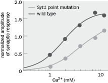 Syt1 point mutation is a point mutation in synaptotagmin-1. How did the experiment shown in Figure Q3-12 show that synaptotagmin was probably the Ca<sup>2+</sup> sensor?   Figure Q3-12 B. What would the synaptotagmin-1 mutant response look like if synaptotagmin was not the Ca<sup>2+</sup> sensor?
