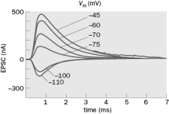 You identify a new neurotransmitter and call it Jerrionin. In order to characterize the actions of this neurotransmitter, you conduct an experiment in which you stimulate the Jerrionin-containing neuron while recording the postsynaptic current using voltage clamp. You get the following results:   Figure Q3-27 A. Draw the I-V curve for this response. B. What is the reversal potential for the Jerrionin receptor? Why did you choose that value? C. What ion/s is/are most likely to have a high conductance through the Jerrionin channel?