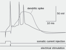 In Figure Q3-52, a 5-ms depolarizing current pulse was injected into the soma, which produced a single action potential that was recorded in the cell body. Right after that, the distant dendrites of the neuron were activated, which generated a dendritic spike, which propagated to the cell body and resulted in two additional somatic action potentials. What would happen to (A) the first and (B) the second two action potentials if you blocked the dendritic action potentials?   Figure Q3-52