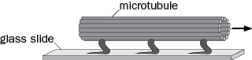 Figure Q2-10 shows an interpretive drawing of a microtubule moving rightward on a glass slide to which a substance purified from squid axoplasm had been immobilized, in the presence of ATP.   Figure Q2-10 A. What is the substance that was purified that allows movement of the microtubule? B. What would happen if a non-hydrolyzable form of ATP was added to the solution?