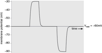 Label depolarization, repolarization, and hyperpolarization in Figure Q2-14.   Figure Q2-14