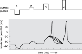 Label Figure Q2-29 with the following terms: action potential threshold, action potential, subthreshold stimulus, suprathreshold stimulus.   Figure Q2-29 B. In Figure Q2-29, stimulus 4 is of larger amplitude than stimulus 3. What happened to the action potential when a larger stimulus was provided and why? C. In Figure Q2-29, what do you predict would happen if you increased the duration of stimulus 4? How Do Electrical Signals Propagate from the Neuronal Cell Body to Its Axon Terminals?