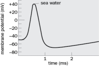 In order to test the hypothesis that the rising phase of the action potential is caused by Na<sup>+</sup> influx, researchers recorded the magnitude of the action potential when in a normal solution (like sea water) and then again after increasing the extracellular Na<sup>+</sup> concentration. What do you predict will happen to the action potential with the increased extracellular Na<sup>+</sup> concentration and why? Draw the action potential on Figure Q2-30.   Figure Q2-30