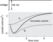 Using the voltage clamp technique, Hodgkin and Huxley found an early inward current and a later outer current (Figure Q2-32, recorded current). What would happen to the current if you would apply tetrodotoxin to the bath before changing the voltage across the membrane? Please select between currents A and B and explain your answer.   Figure Q2-32
