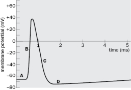 For each labeled point (A-D) on the action potential shown in Figure Q2-34, state whether the conductance through voltage-dependent Na<sup>+</sup> and K<sup>+</sup> channels is low, high, or no conductance. Explain. [Note: For this answer, ignore conductance through leak channels.]   Figure Q2-34