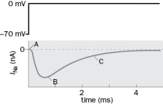 Figure Q2-37 shows a whole-cell sodium current (bottom trace) elicited by stepping the membrane potential from -70 mV to 0 mV (top trace). The dashed line is 0 nA. Upon depolarizing the membrane, there is an inward current. This whole-cell current is a reflection of the cumulative activity of many individual ion channels. What is the probable state of an individual sodium channel at each point (A, B, and C)?   Figure Q2-37